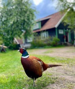 a peacock standing in the grass in front of a house at Visseltofta old café - unexpected and picturesque in Osby
