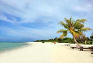 a beach with two benches and a palm tree at Rihiveli Palace in Maamigili