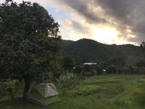 a tent sitting in a field next to a tree at Minerva Garden Camping in Ranomafana