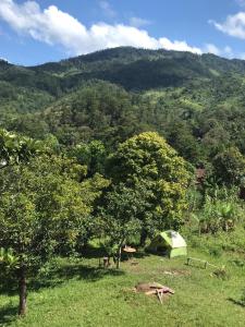 a tent in a field with trees and a mountain at Minerva Garden Camping in Ranomafana