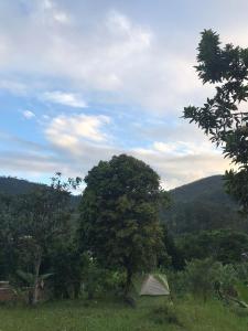 a tent in a field next to a tree at Minerva Garden Camping in Ranomafana