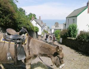 a donkey with a saddle on a street at Timbers in Woolfardisworthy