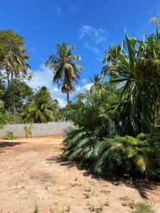 a bunch of palm trees on a dirt road at Aconchego&Lazer in Piaçabuçu