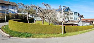 a hedge fence on the side of a street at Uschi's guest apartment in Ruderting