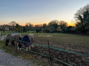 two horses standing behind a fence in a field at South Downs Lodge in Soberton