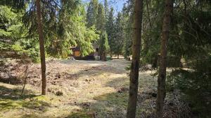 a cabin in the middle of a forest with trees at Chata Bambi, Tatranská Štrba pri zubačke in Štrba +16 photos