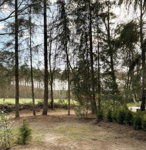 a group of trees with a field in the background at Tiny House 1 mit Garten in der Lüneburger Heide in Soltau