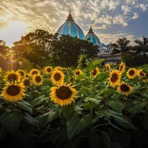 a field of sunflowers with a building in the background at Mayapur Yatri Nivas in mayapur +28 photos