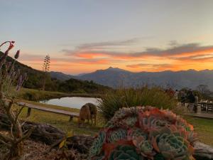 a cow grazing next to a pond with a cactus at Chalé canaã in Passa Quatro