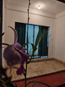 a purple flower in a vase in a room at Phoenix Crest Cottage in Haputale