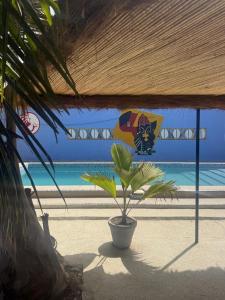 a plant in a pot on the beach at Keur Medzo - Lac Rose in Niaga