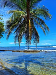 a palm tree on a beach with the ocean at Coral Lagoon in Puerto Viejo