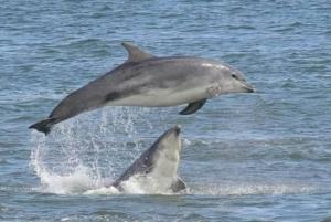 two dolphins jumping out of the water at Fairway by the sea in Newbiggin-by-the-Sea +10 photos