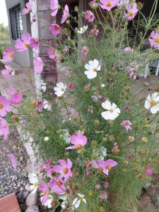a bunch of pink and white flowers in a yard at HastaLaRaíz-LosReartes in Los Reartes