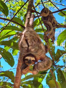 a brown throated sloth hanging from a tree at Coral Lagoon in Puerto Viejo +3 photos