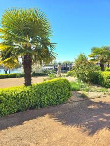 a palm tree in a park with a pathway at La Tour d'Harfleur 2 in Caudebec-en-Caux
