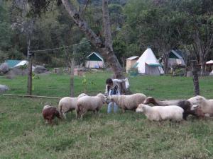 Hosté ubytování Glamping El Establo