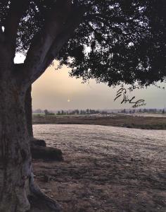 a tree in a field with the sunset in the background at عقار محمد سعيد عجوة in Abū Kabīr