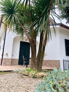 a palm tree in front of a house at B&B Zac House in Toirano