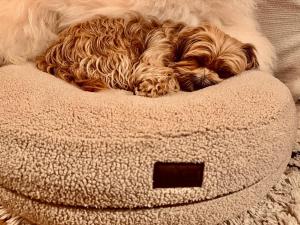 a dog laying on top of a dog bed at SEIN Boutique Suites - ADULTS ONLY in Gosau +98 photos