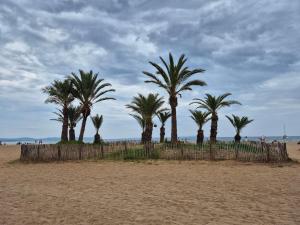 a group of palm trees on a sandy beach at Studio Hyeres sur le port in Hyères