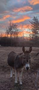 a donkey standing in a field at sunset at Casa Bellotta in Suno