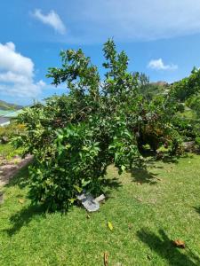 an apple tree on the side of a hill at Mirella Villa Holiday Apartment in Praslin