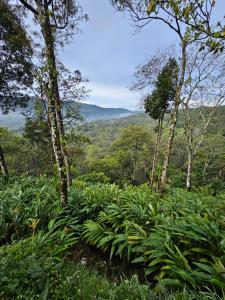 a field of plants with mountains in the background at Valley Homestay in Devikolam