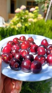 a person holding a plate of red cherries at Pacific Guest House Skardu in Skardu +39 photos