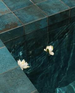 two white flowers in a pool of water at Margot Sololaki in Tbilisi City +42 photos