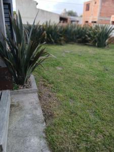 a plant in a yard next to a house at Moru in Mar del Tuyú