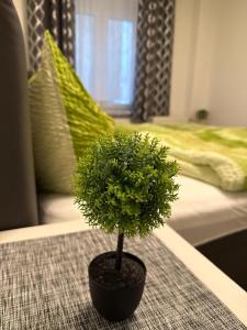 a small green plant sitting on top of a table at City Ferienwohnung Bayreuth in Bayreuth