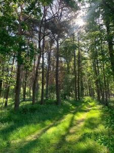 a path through a forest with trees and green grass at Vacation, also with a dog, in Stade! in Stade