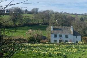 a white house in a field of daffodils at 1 bed-cottage-Parking-Patio-close to coasts in North Hill