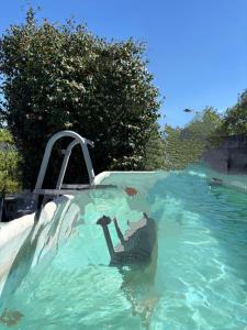 a pool of blue water with a water slide at Porto Countryside House in Aguiar de Sousa