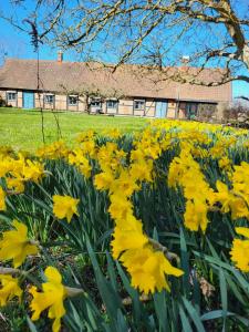 a field of yellow flowers in front of a building at Torseke Hostel in Kristianstad