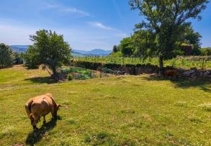 a brown cow grazing in a field of grass at Casa do Cabo in Ribeira de Pena +13 photos