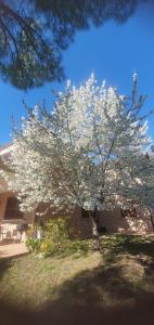 a tree with white flowers in front of a building at La Casa delle Ciliegie in Assisi