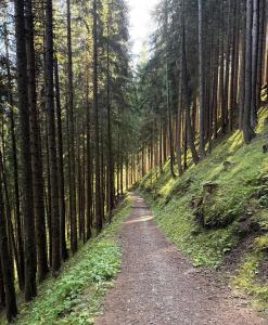 a dirt road in a forest with tall trees at Chalet Scoiattolo Residence Sussy in Falcade