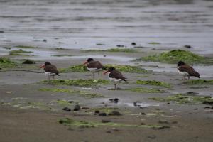 a group of birds standing on the beach at Cabaña en Caulin 1 in Ancud +12 photos