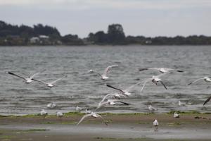 a flock of seagulls flying over the water at Cabaña en Caulin 1 in Ancud