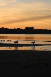 a group of birds walking on the beach at sunset at Cabaña en Caulin 1 in Ancud