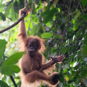 a monkey is hanging from a tree branch at Monkey Business Tours & Accommodation in Bukit Lawang