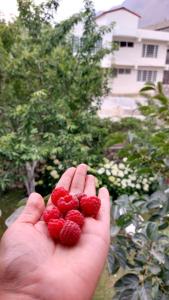 a hand holding three raspberries in front of a building at Flora Inn Skardu in Skardu