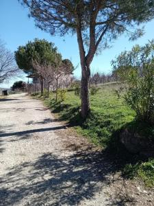 a tree on the side of a dirt road at Studio Lemoni Peloponnese in Pirgákion