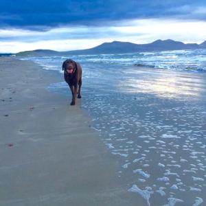 Animals at the hostel or nearby 