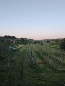 a dirt road in a field with a fence at Benvenuti a casa in Certaldo