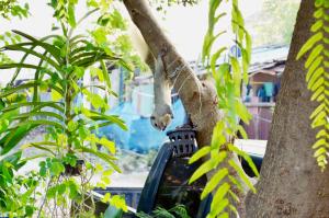 a koala is hanging from a tree at Early Bird Hostel Ayutthaya in Phra Nakhon Si Ayutthaya