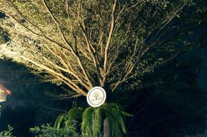 a tree with a clock on top of it at Early Bird Hostel Ayutthaya in Phra Nakhon Si Ayutthaya