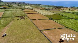 an aerial view of a field with a herd of animals at Recanto das 5 by PontaNegraAzores in Cinco Ribeiras